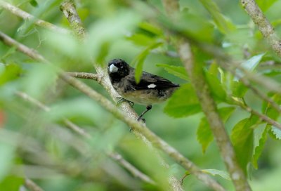 Black-and-white Seedeater2