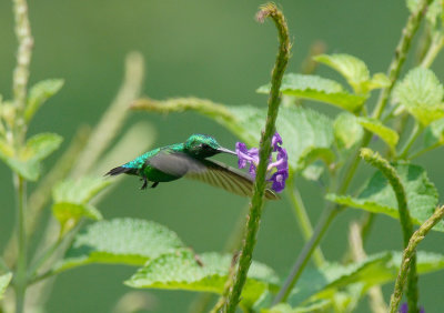 Blue-tailed Emerald3