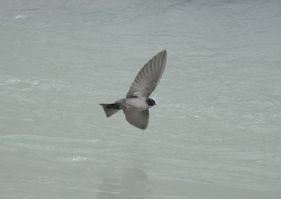 Brown-bellied Swallow