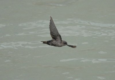 Brown-bellied Swallow3