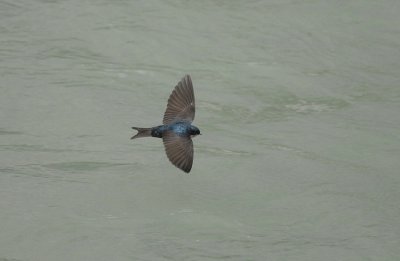 Brown-bellied Swallow5