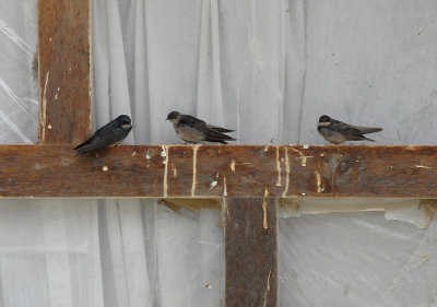 Brown-bellied Swallow6