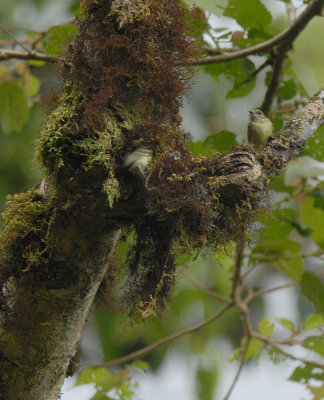 Cinnamon-faced Tyrannulet