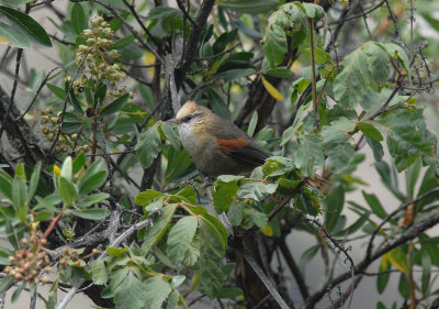 Creamy-crested Spinetail
