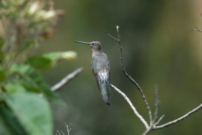 Giant Hummingbird3