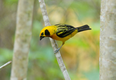 Golden Tanager3