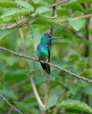 Golden-tailed Sapphire2