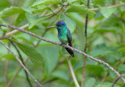 Golden-tailed Sapphire4