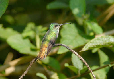Golden-tailed Sapphire6