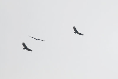 Greater Yellow-headed Vulture