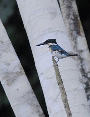 Green Kingfisher