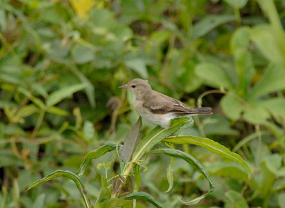 Little Ground-Tyrant