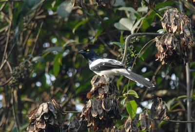 Magpie Tanager