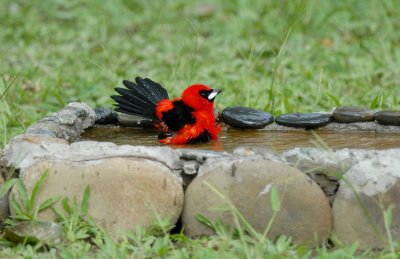 Masked Crimson Tanager