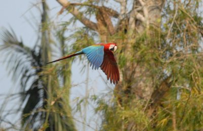 Red-and-green Macaw6