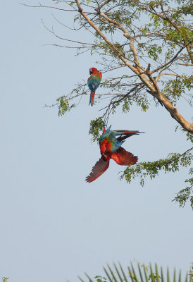 Red-and-green Macaw9