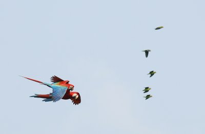 Red-and-green Macaw10