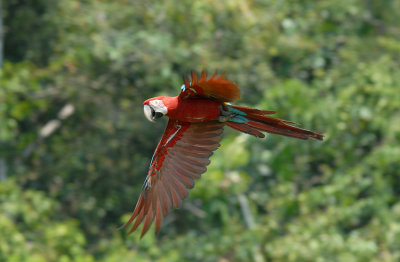 Red-and-green Macaw18