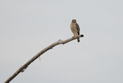 Roadside Hawk