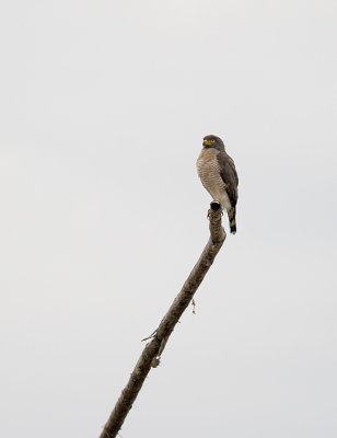 Roadside Hawk2