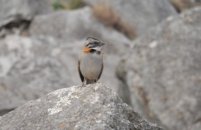 Rufous-collared Sparrow