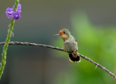 Rufous-crested Coquette4