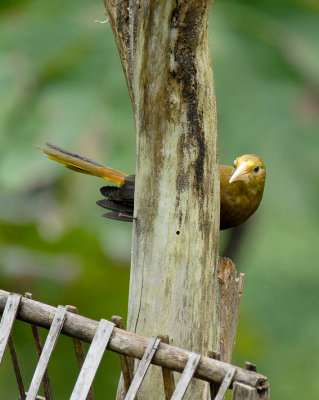 Russet-backed Oropendola4