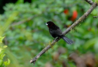 Silver-beaked Tanager