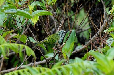 Spotted Tanager2