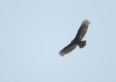 Turkey Vulture