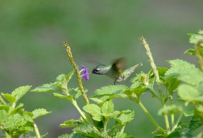 Violet-headed Hummingbird3