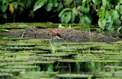 Wattled Jacana2