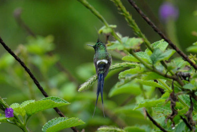 Wire-crested Thorntail2