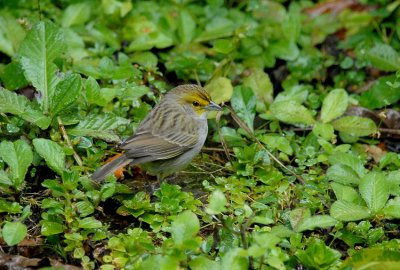 Yellow-browed Sparrow2