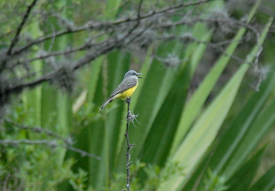 Tropical Kingbird