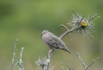 Common Ground-Dove