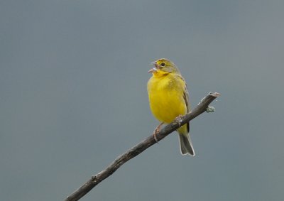 Grassland Yellow-Finch2