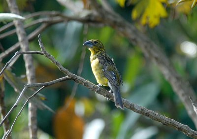 Southern Yellow-Grosbeak