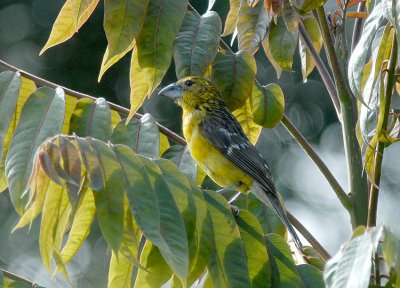 Southern Yellow-Grosbeak2