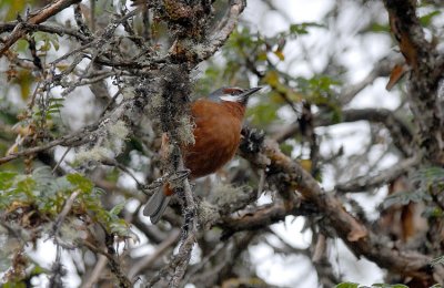 Giant Conebill