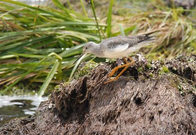 Greater Yellowlegs