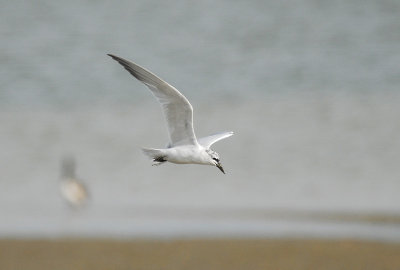 Gull-billed Tern