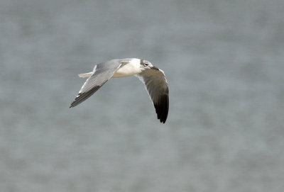 Laughing Gull