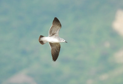 Laughing Gull