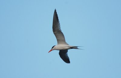 Royal Tern