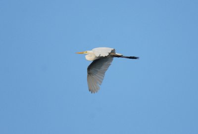 Great Egret