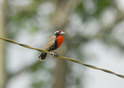 Peruvian Meadowlark