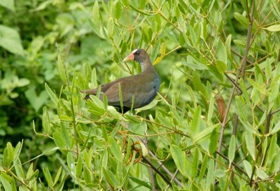 Purple Gallinule