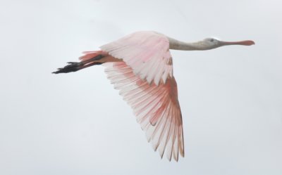 Roseate Spoonbill