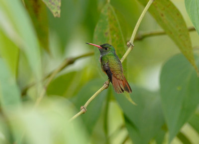 Rufous-tailed Hummingbird